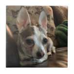 Chihuahua Dog Ceramic Tile<br><div class="desc">A ceramic tile of a Chihuahua dog.
If you believe the cost and shipping is too much to pay.
Join Zazzle Black at check out to get unlimited free shipping, huge discounts and great exclusives all year long. A standard membership is $9.99 annually.</div>