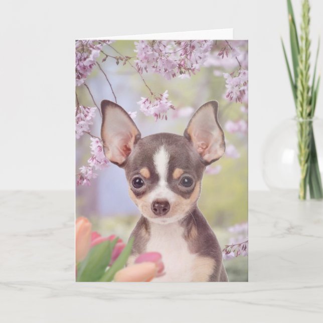 Chihuahua Dog greeting card (Front)