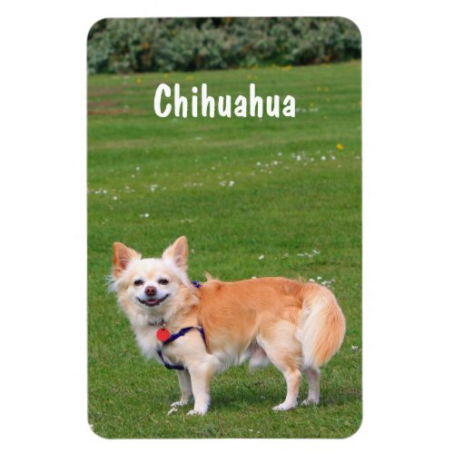 Chihuahua dog long_haired beautiful photo magnet