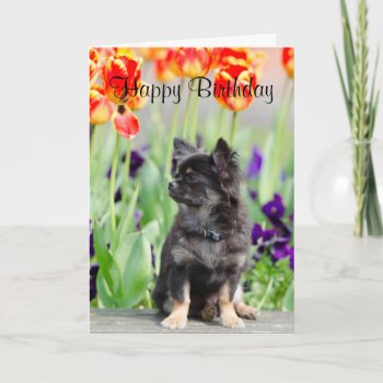 Chihuahua Dog Lovers Cute Custom Birthday Card by roughcollie at Zazzle