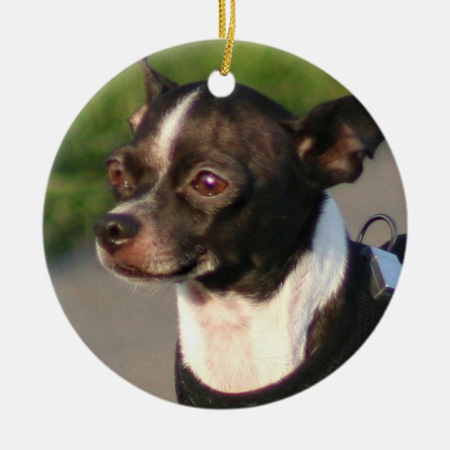 Chihuahua dog ornament (Front)