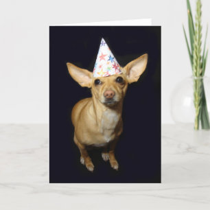 Chihuahua Dog Part Hat Birthday Greeting Card