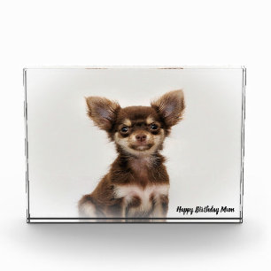 Chihuahua Dog. Photo Block