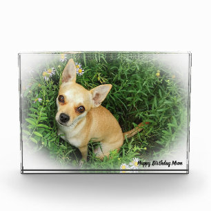 Chihuahua Dog. Photo Block