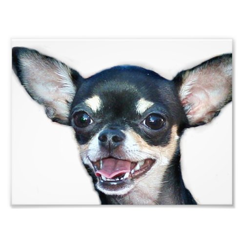 Chihuahua dog photo print