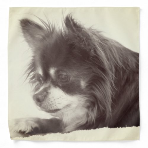 Chihuahua Dog Portrait Bandana