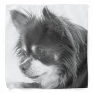 Chihuahua Dog Portrait Bandana