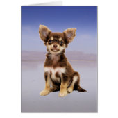 Chihuahua Dog Sitting On Beach (Front)