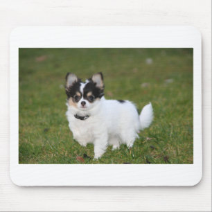 Chihuahua dog standing on a green lawn mouse pad
