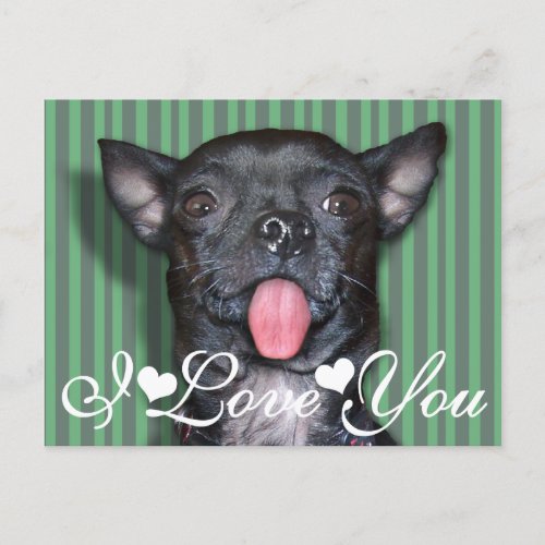 Chihuahua Dog Tongue I Love You Postcard