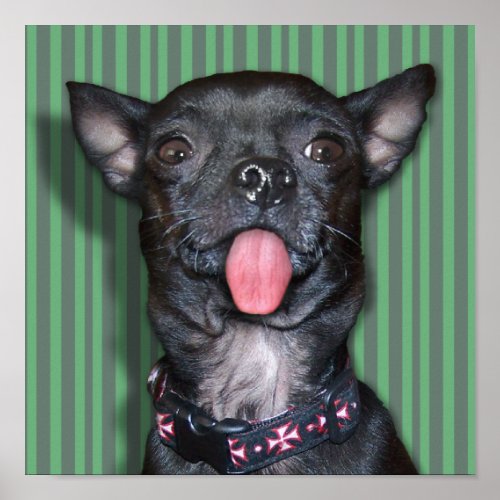 Chihuahua Dog Tongue Poster