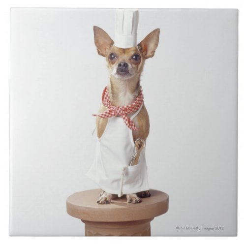 Chihuahua dog wearing chefs whites studio shot ceramic tile