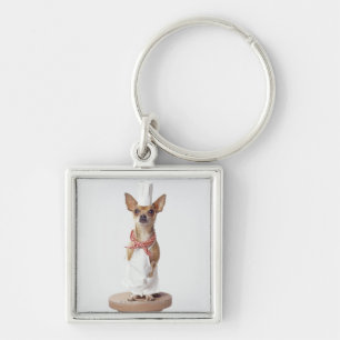 Chihuahua dog wearing chef's whites, studio shot keychain