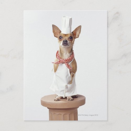 Chihuahua dog wearing chefs whites studio shot postcard