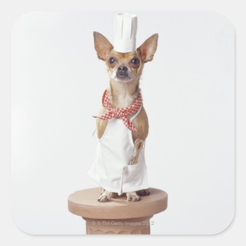 Chihuahua dog wearing chefs whites studio shot square sticker