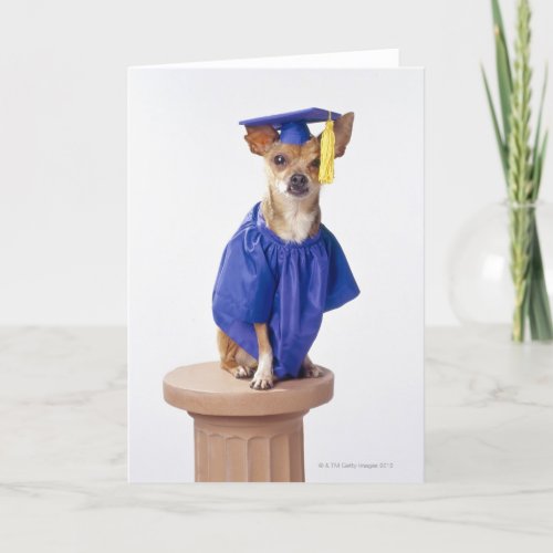 Chihuahua dog wearing graduation uniform studio card