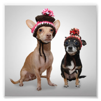 Chihuahua Dogs With Hats Photo