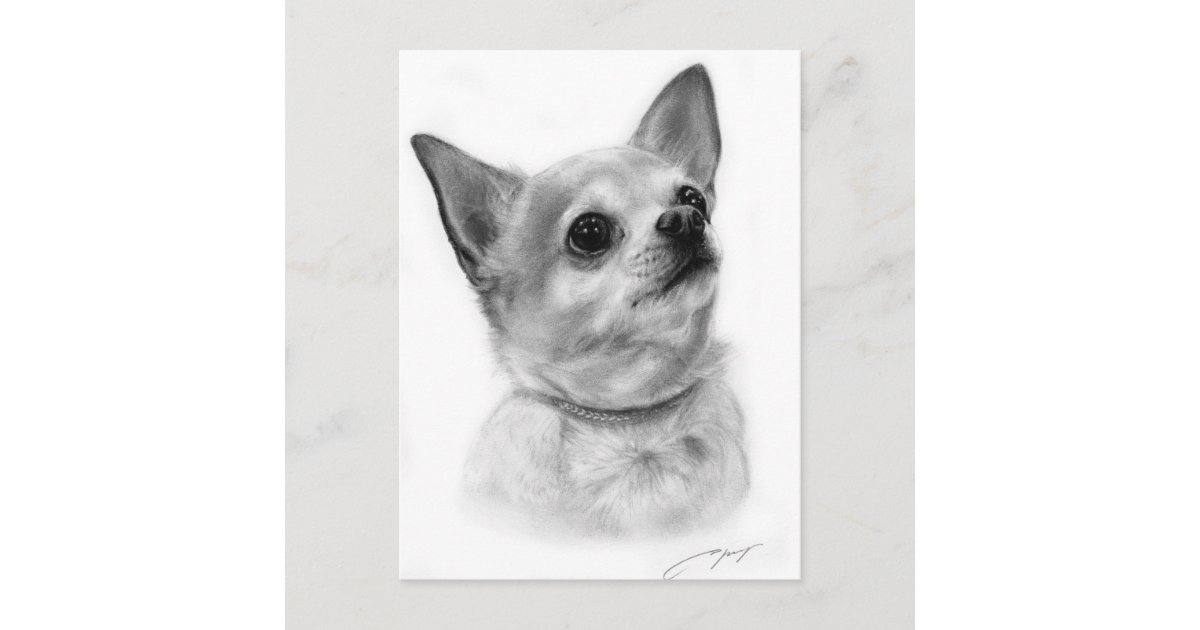 Chihuahua Drawing Postcard Zazzle Com