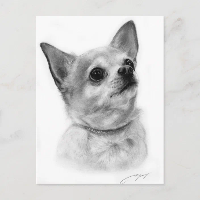 Chihuahua Drawing Postcard Zazzle Com