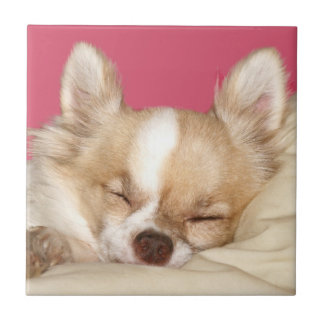 Chihuahua face tile