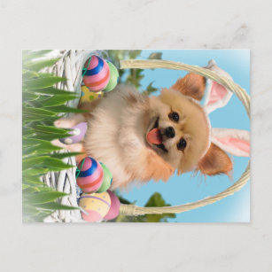 Chihuahua Happy Easter  Gifts Holiday Postcard