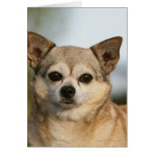 Chihuahua Headshot (Front)
