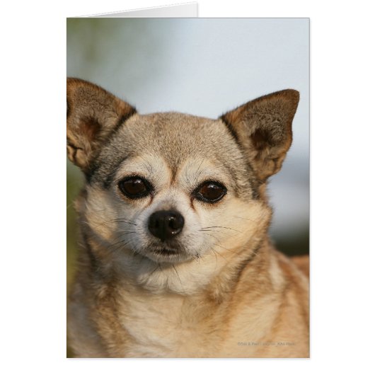 Chihuahua Headshot Cards (Front)