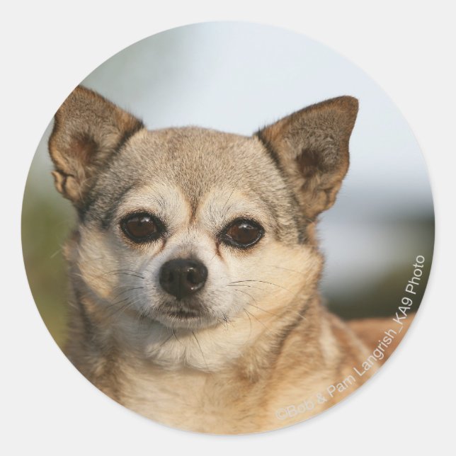 Chihuahua Headshot Classic Round Sticker (Front)