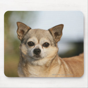 Chihuahua Headshot Mouse Pad