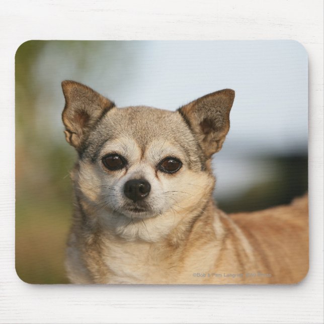Chihuahua Headshot Mouse Pad (Front)