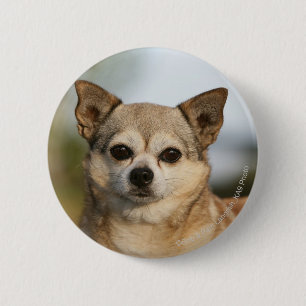 Chihuahua Headshot Pinback Button