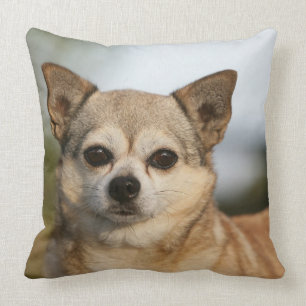 Chihuahua Headshot Throw Pillow