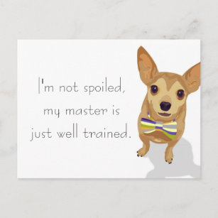 Chihuahua in a bowtie on white background postcard