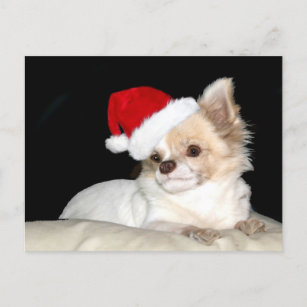 Chihuahua in a Santa Hat Holiday Postcard