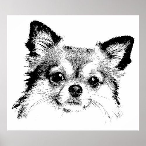 Chihuahua in black and white poster