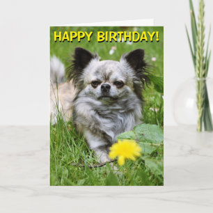 Chihuahua in flowers birthday card