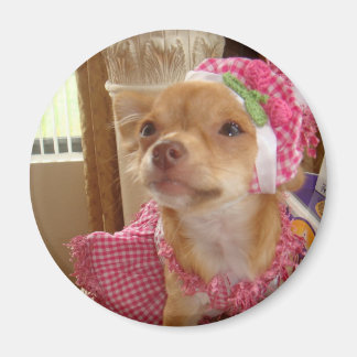 chihuahua in pink magnet