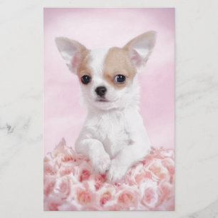 Chihuahua in pink with roses stationery