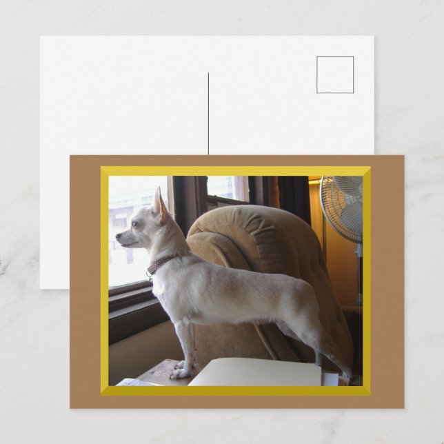 Chihuahua In The Office Postcard (Front/Back)