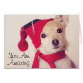 Chihuahua In Winter Cap (Front Horizontal)