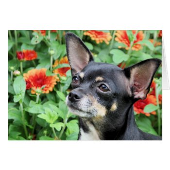 Chihuahua - Isabella - Photo 41 by FrankzPawPrintz at Zazzle