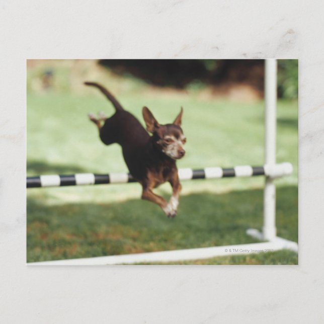 Chihuahua Jumping Hurdle Postcard (Front)