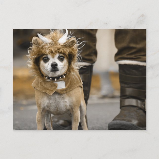 Chihuahua Lion with Horns Postcard (Front)