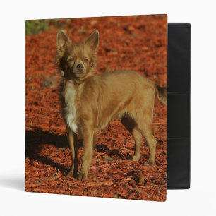 Chihuahua Looking at Camera Binder