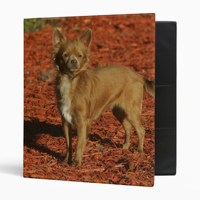 Chihuahua Looking at Camera Binder (Front/Inside)