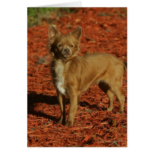 Chihuahua Looking at Camera Cards (Front)