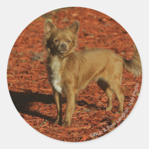 Chihuahua Looking at Camera Classic Round Sticker