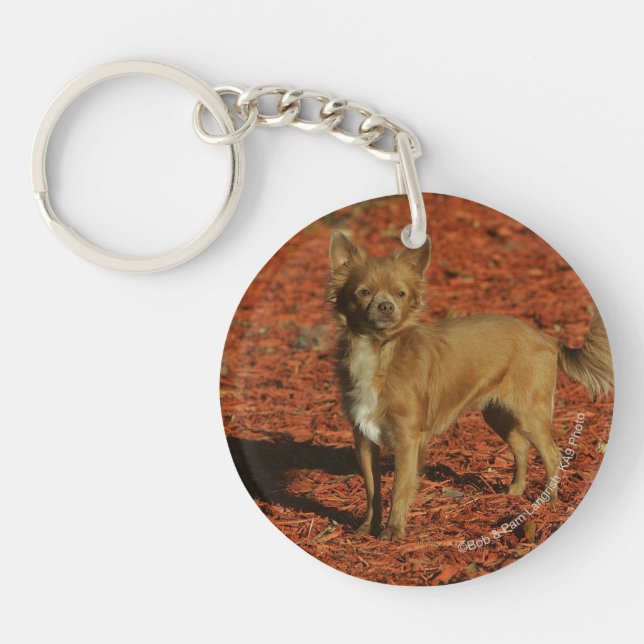 Chihuahua Looking at Camera Keychain (Front)