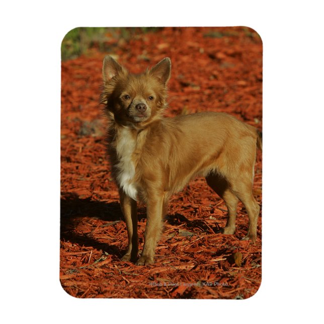 Chihuahua Looking at Camera Magnet (Vertical)