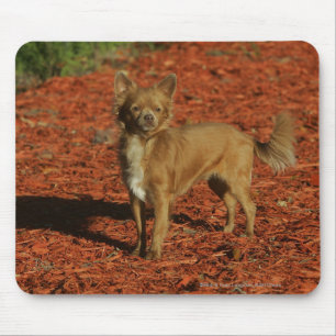 Chihuahua Looking at Camera Mouse Pad